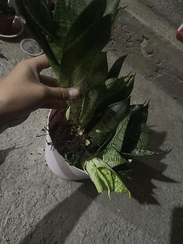 Сансевиерия (Щучий хвост), компактные розетки - Вид: Sansevieria at lalafo.kg Сансевиерия (Щучий хвост), компактные розетки - Вид: Sansevieria