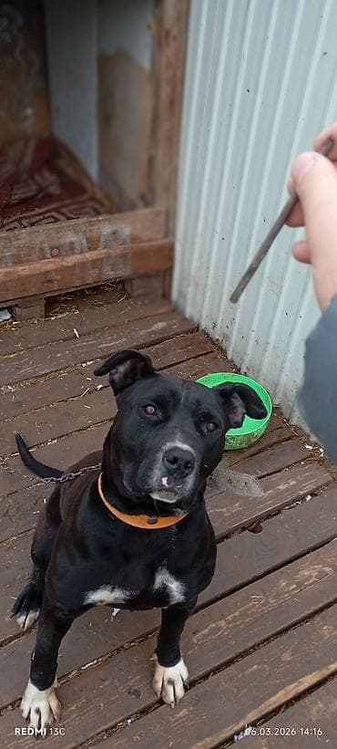 Lotus: Питбуль, 7 месяцев, Самка, С прививкой at lalafo.kg — 9 Lotus: Питбуль, 7 месяцев, Самка, С прививкой — 9