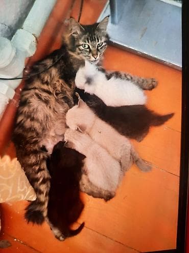 Котята. полтора месяца. по 300с at lalafo.kg Котята. полтора месяца. по 300с