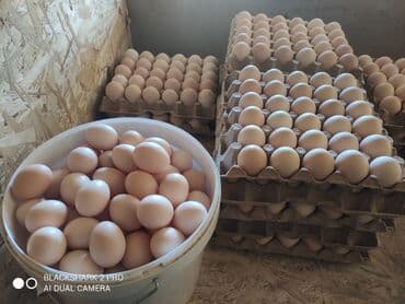 Домашние яйца. Приглашаем к сотрудничеству продуктовые магазины at lalafo.kg Домашние яйца. Приглашаем к сотрудничеству продуктовые магазины