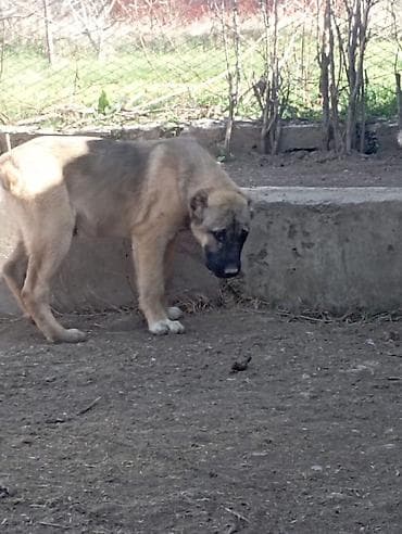 Алабай, 3 месяца, Самец, С прививкой at lalafo.kg Алабай, 3 месяца, Самец, С прививкой