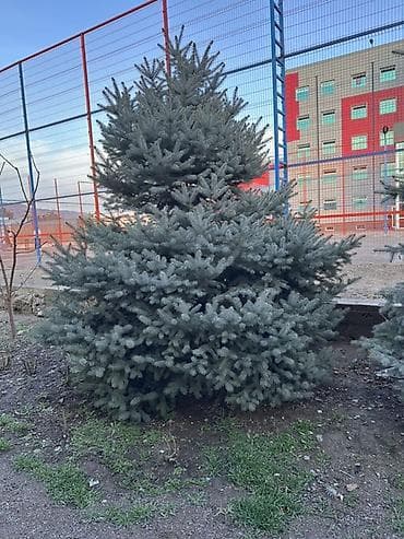 Ель колючая (голубая ель, Picea pungens ‘Glauca’) — крупные at lalafo.kg Ель колючая (голубая ель, Picea pungens ‘Glauca’) — крупные