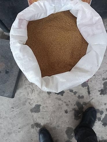 Продаю | Корова (самка), Бык (самец), Тёлка at lalafo.kg Продаю | Корова (самка), Бык (самец), Тёлка