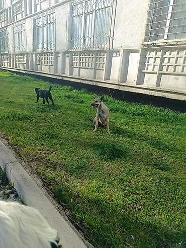 Отдаем в хорошие руки. щенкам по 3-4 месяца. верный друг и хороший at lalafo.kg Отдаем в хорошие руки. щенкам по 3-4 месяца. верный друг и хороший