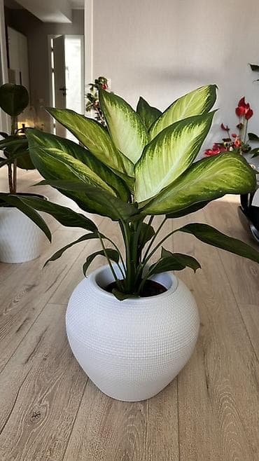 Диффенбахия «Тропик Сноу» в декоративном кашпо,цена за кашпо отдельно at lalafo.kg Диффенбахия «Тропик Сноу» в декоративном кашпо,цена за кашпо отдельно