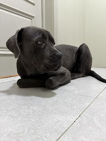 Кане-корсо, 1 год, Самка, С прививкой at lalafo.kg Кане-корсо, 1 год, Самка, С прививкой