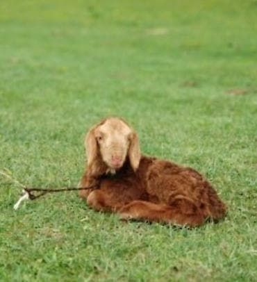 Скупка жетим козу в большом количестве () at lalafo.kg Скупка жетим козу в большом количестве ()