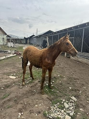 Продаю | Кобыла (самка) | Полукровка at lalafo.kg Продаю | Кобыла (самка) | Полукровка