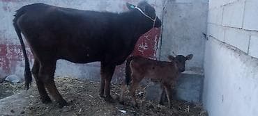 Продаю | Корова (самка) | Для молока | После отела at lalafo.kg Продаю | Корова (самка) | Для молока | После отела