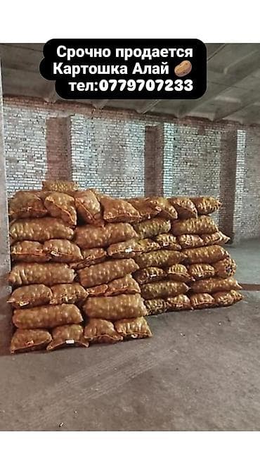Срочно продаётся Картошка Алай at lalafo.kg Срочно продаётся Картошка Алай