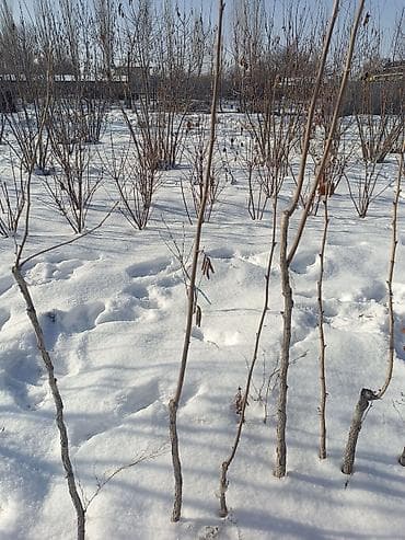 Саженцы фундук из питомника. Описание: - Штамбовая форма привиты на at lalafo.kg Саженцы фундук из питомника. Описание: - Штамбовая форма привиты на