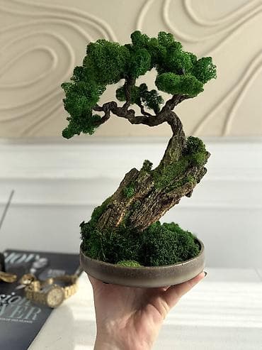 Бонсай ручной работы из натурального стабилизированного мха от 1500 at lalafo.kg Бонсай ручной работы из натурального стабилизированного мха от 1500