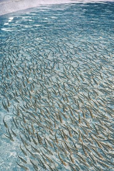 Продаю Мальков форели Troutlodge (триплоид), партия 200 000 шт. - at lalafo.kg Продаю Мальков форели Troutlodge (триплоид), партия 200 000 шт. -