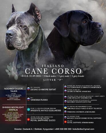 Кане Корсо. Щенки кане корсо. Профессиональный питомник Итальянского at lalafo.kg Кане Корсо. Щенки кане корсо. Профессиональный питомник Итальянского