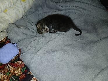 Найдена : Беспородная, Мальчик at lalafo.kg Найдена : Беспородная, Мальчик