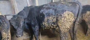 Продаю | Бык (самец) | На откорм | Привязанные at lalafo.kg Продаю | Бык (самец) | На откорм | Привязанные