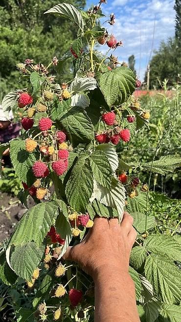 Малина Оптом at lalafo.kg Малина Оптом