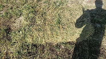 Куплю Клевер Самовывоз Беде Сатып Алам жуктоп кетем оптом. перекуп at lalafo.kg Куплю Клевер Самовывоз Беде Сатып Алам жуктоп кетем оптом. перекуп