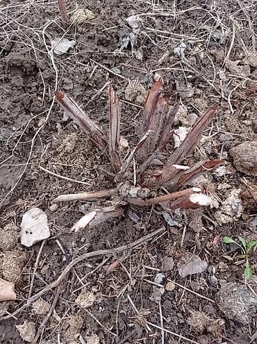 Малина сорт" Полька" на корню,100 сом куст at lalafo.kg Малина сорт" Полька" на корню,100 сом куст