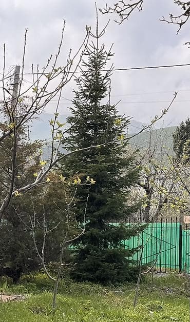 Продаю пихту ель - Высота: около 8-9 м - Диаметр кроны у основания at lalafo.kg Продаю пихту ель - Высота: около 8-9 м - Диаметр кроны у основания