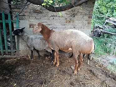 Продаю | Баран (самец) | Арашан | На забой, Для разведения at lalafo.kg Продаю | Баран (самец) | Арашан | На забой, Для разведения