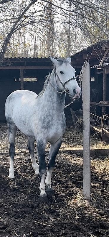 Продаю | Конь (самец) | Конный спорт | Племенные at lalafo.kg Продаю | Конь (самец) | Конный спорт | Племенные