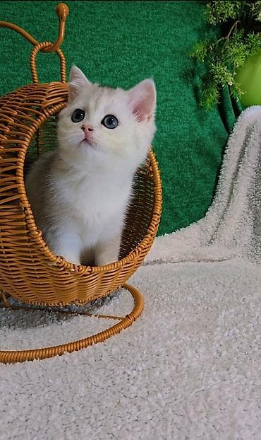 Шиншиллалар: Шотландские котята lalafo.kg да — 5 Шиншиллалар: Шотландские котята — 5