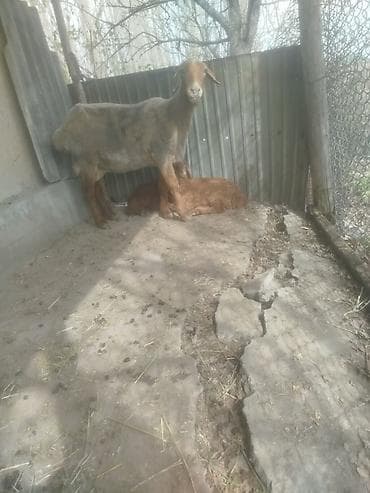 Продаю | Овца (самка) | Для разведения | Матка at lalafo.kg Продаю | Овца (самка) | Для разведения | Матка