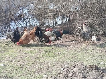 Продаю | Куры | Домашняя | Несушки at lalafo.kg Продаю | Куры | Домашняя | Несушки