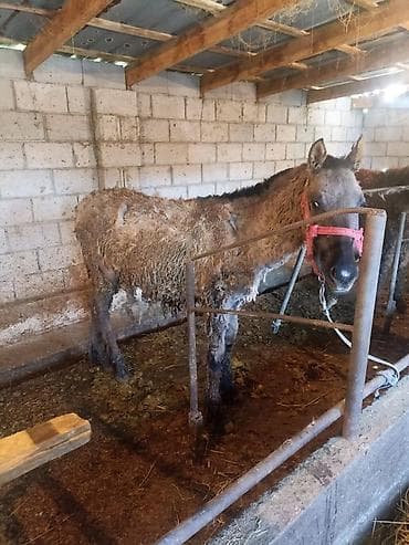 Продаю | Жеребец | Для разведения | Племенные at lalafo.kg Продаю | Жеребец | Для разведения | Племенные