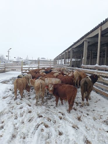 Продаю | Бык (самец) | На откорм at lalafo.kg Продаю | Бык (самец) | На откорм