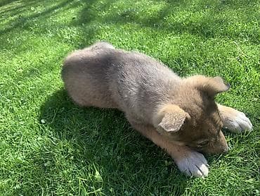 Лайка, 2 месяца, Самец at lalafo.kg Лайка, 2 месяца, Самец