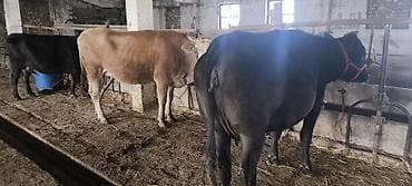 Продаю | Корова (самка) | Алатауская | Для разведения, Для молока | Стельные at lalafo.kg — 7 Продаю | Корова (самка) | Алатауская | Для разведения, Для молока | Стельные — 7