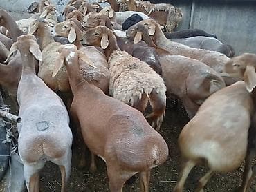 Продаю | Овца (самка) | Арашан | На забой, Для разведения | Матка at lalafo.kg Продаю | Овца (самка) | Арашан | На забой, Для разведения | Матка