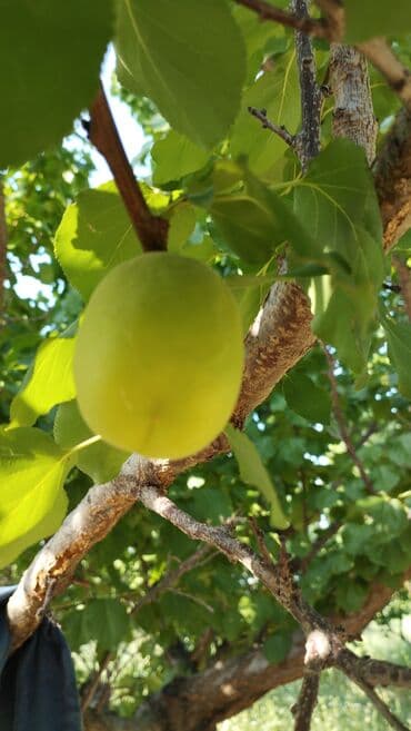 300 соток, Для сельского хозяйства, Договор купли-продажи at lalafo.kg 300 соток, Для сельского хозяйства, Договор купли-продажи