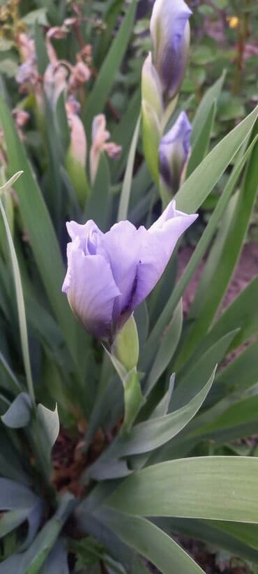 шкаф посуда: Саженцы цветка: Самовывоз, Платная доставка, Бесплатная доставка at lalafo.kg — 16 шкаф посуда: Саженцы цветка: Самовывоз, Платная доставка, Бесплатная доставка — 16