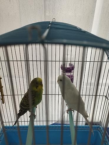 Волнистые попугайчики с клеткой и аксессуарами. Комплект: - Пара at lalafo.kg Волнистые попугайчики с клеткой и аксессуарами. Комплект: - Пара