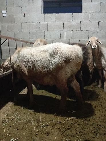 Продаю | Овца (самка) | Эдильбаевская, Арашан, Гиссарская | Для разведения, На забой, Для шерсти | Матка, Ярка, Племенные at lalafo.kg — 6 Продаю | Овца (самка) | Эдильбаевская, Арашан, Гиссарская | Для разведения, На забой, Для шерсти | Матка, Ярка, Племенные — 6