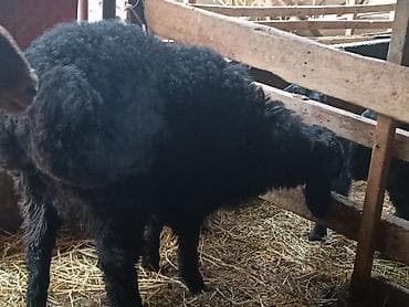 Продаю | Ягненок | Для разведения at lalafo.kg Продаю | Ягненок | Для разведения