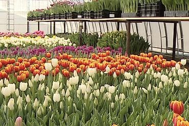 Тюльпаны оптом, Бишкек, можно и с доставкой, если самовывоз Сыдыкова at lalafo.kg — 2 Тюльпаны оптом, Бишкек, можно и с доставкой, если самовывоз Сыдыкова — 2