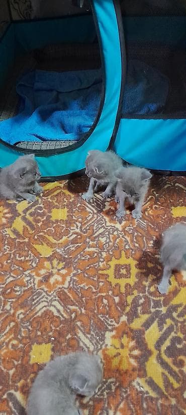 Британские короткошёрстные котята, окрас голубой (серый). - Возраст at lalafo.kg Британские короткошёрстные котята, окрас голубой (серый). - Возраст