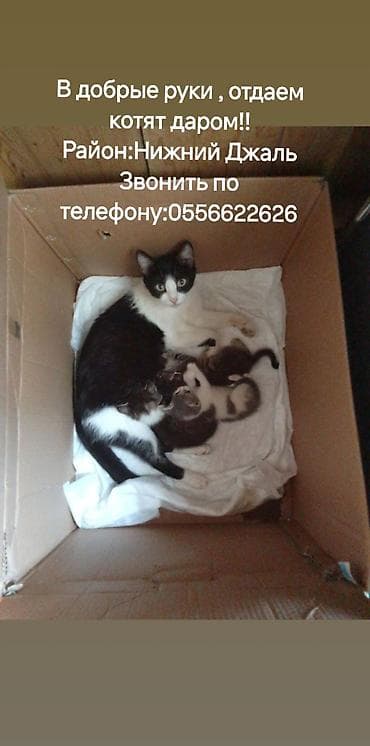 Кошка даром: Беспородная, 2 месяца, Девочка at lalafo.kg Кошка даром: Беспородная, 2 месяца, Девочка