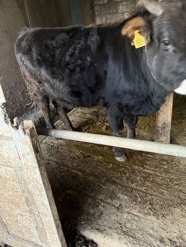 Pontiac: Продаю | Бык (самец) | Искусственник at lalafo.kg — 2 Pontiac: Продаю | Бык (самец) | Искусственник — 2
