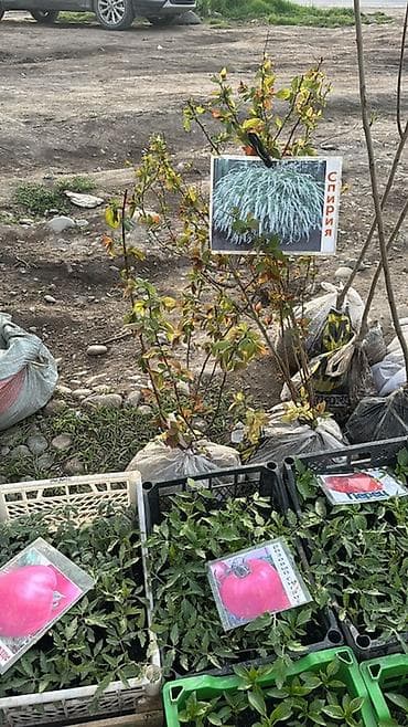 Тюльпан: Саженцы и рассада декоративных и плодовых культур. Ассортимент по at lalafo.kg — 2 Тюльпан: Саженцы и рассада декоративных и плодовых культур. Ассортимент по — 2