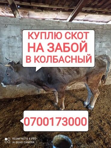 Куплю | Коровы, быки, Лошади, кони | Круглосуточно, Любое состояние, Забитый at lalafo.kg Куплю | Коровы, быки, Лошади, кони | Круглосуточно, Любое состояние, Забитый
