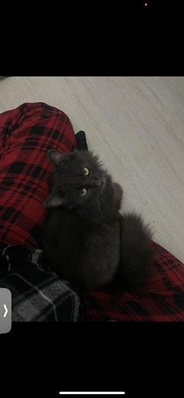 2 года, Девочка, Метис, Приучена к лотку at lalafo.kg 2 года, Девочка, Метис, Приучена к лотку