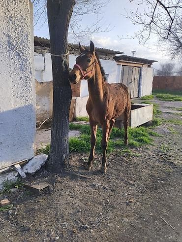 Продаю | Жеребец | Дончак | Для разведения | Племенные at lalafo.kg Продаю | Жеребец | Дончак | Для разведения | Племенные