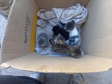 Котята, домашние, разноокрасочные. Описание:отдам даром - Помёт из at lalafo.kg Котята, домашние, разноокрасочные. Описание:отдам даром - Помёт из