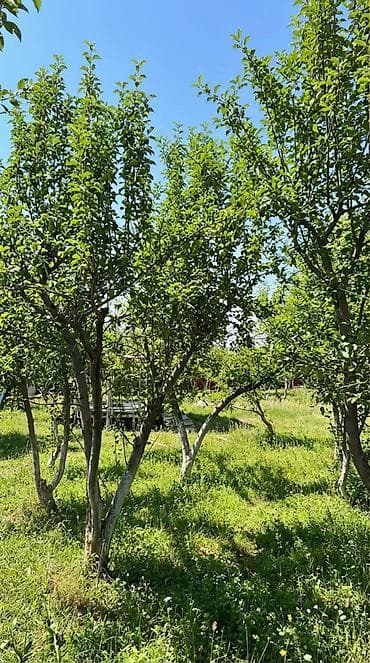 20 соток, Для строительства, Красная книга at lalafo.kg — 4 20 соток, Для строительства, Красная книга — 4