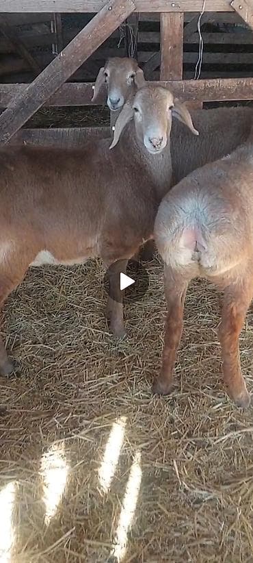 TagAZ: Продаю | Овца (самка) | Арашан | Для разведения | Ярка at lalafo.kg — 2 TagAZ: Продаю | Овца (самка) | Арашан | Для разведения | Ярка — 2